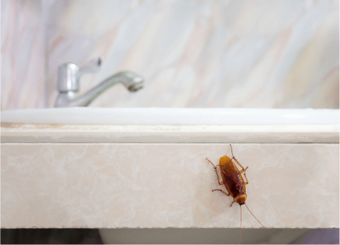 cockroach-bathroom-pest