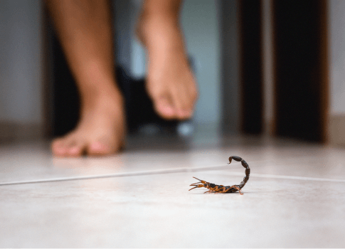 scorpion-sting-pest