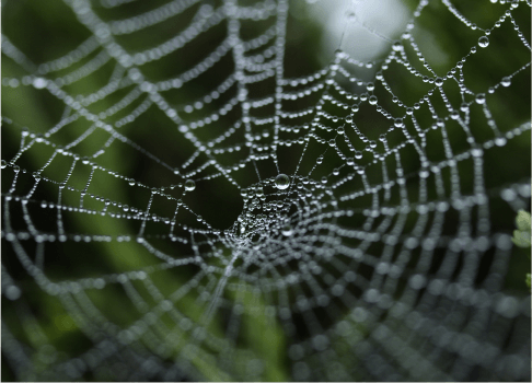 spider-pest-cobweb