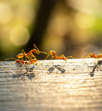 ants-walking