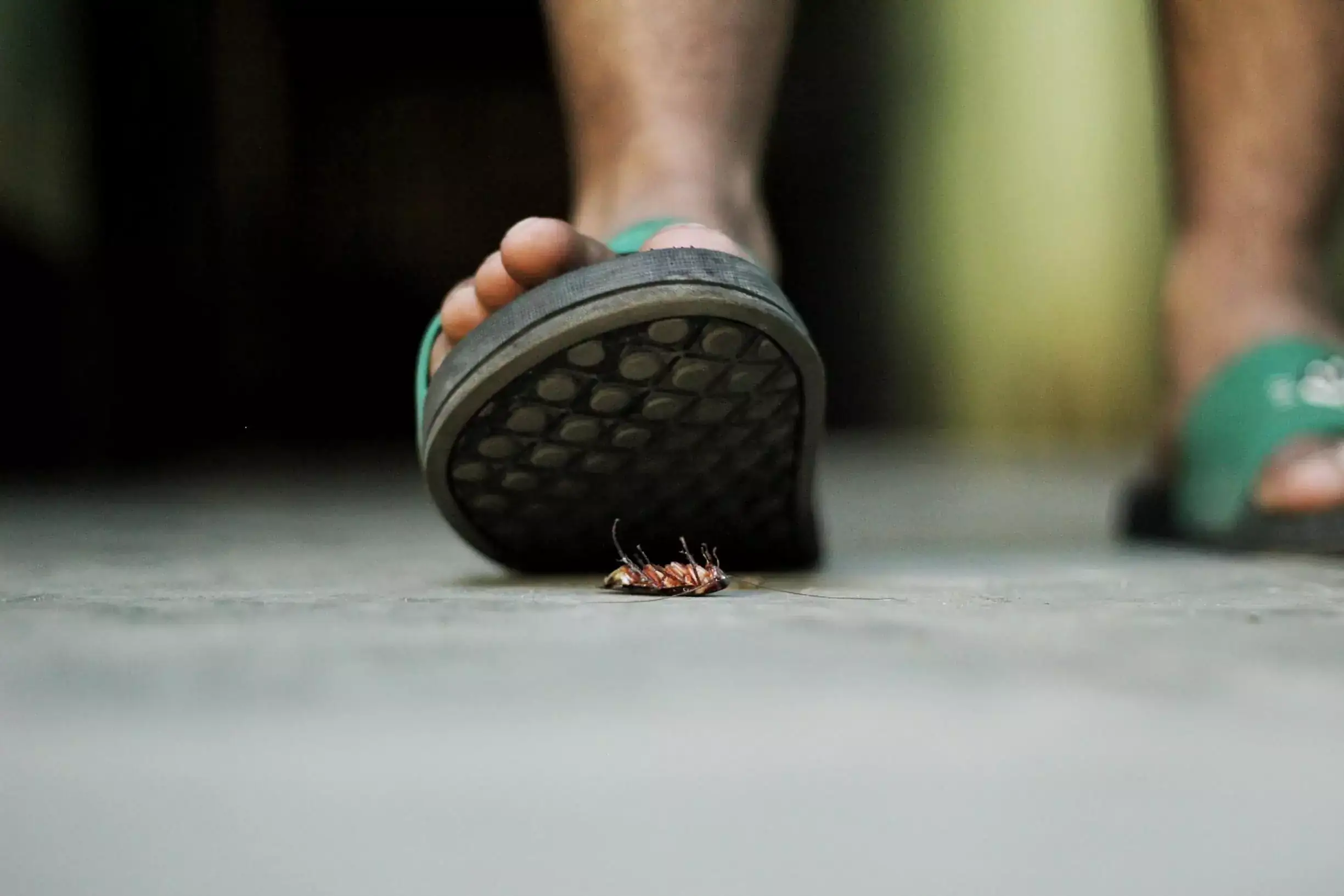 Person about to step on a cockroach.