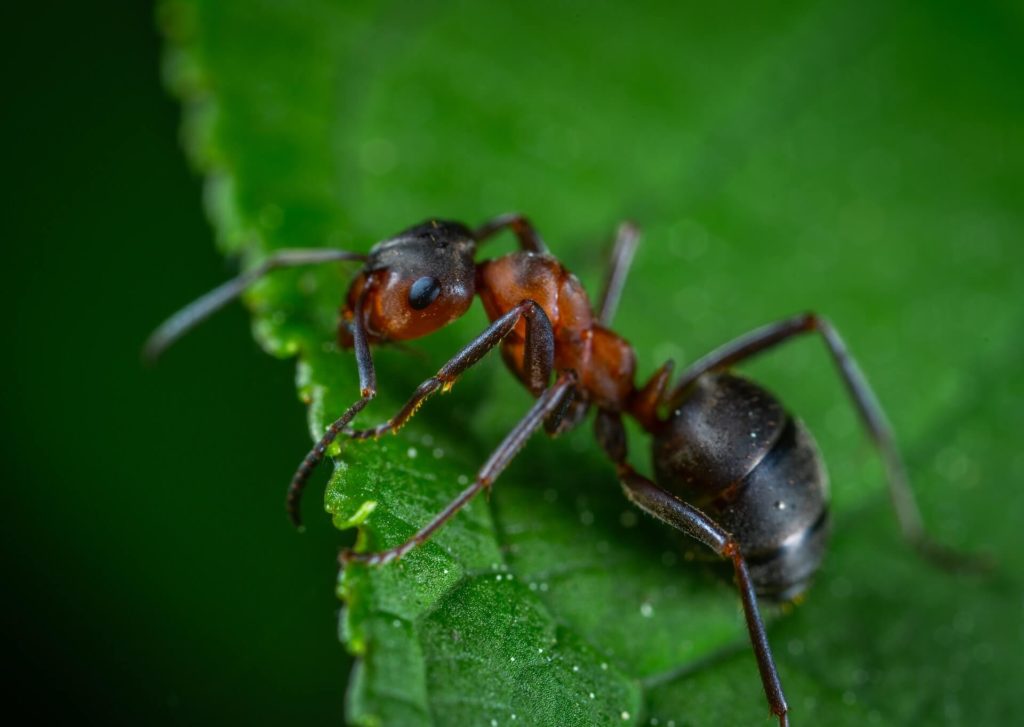 Close up of an Argentine ant on a leaf.