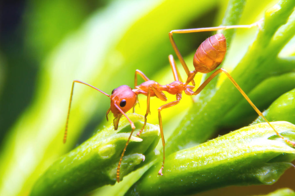 Close up of a reddish fire ant on a stem.
