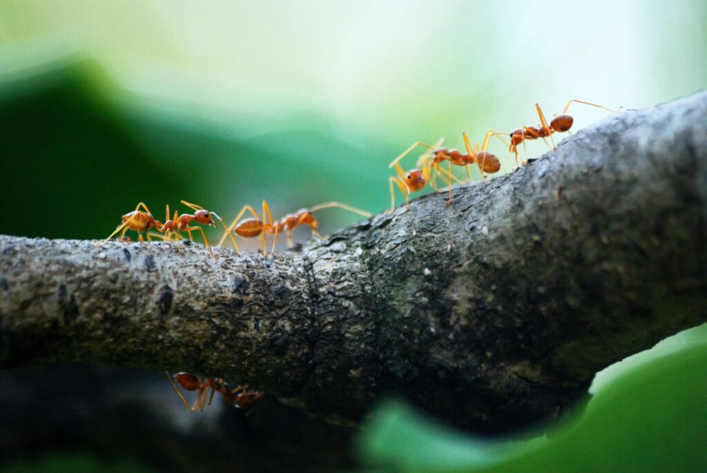 Close up of 5 ants on a branch.