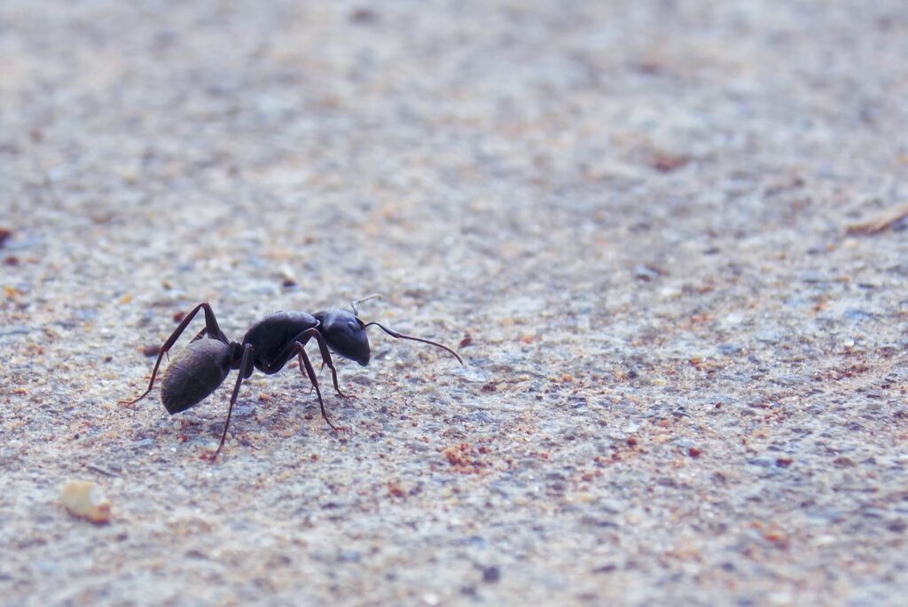 Black ant walking on pavement