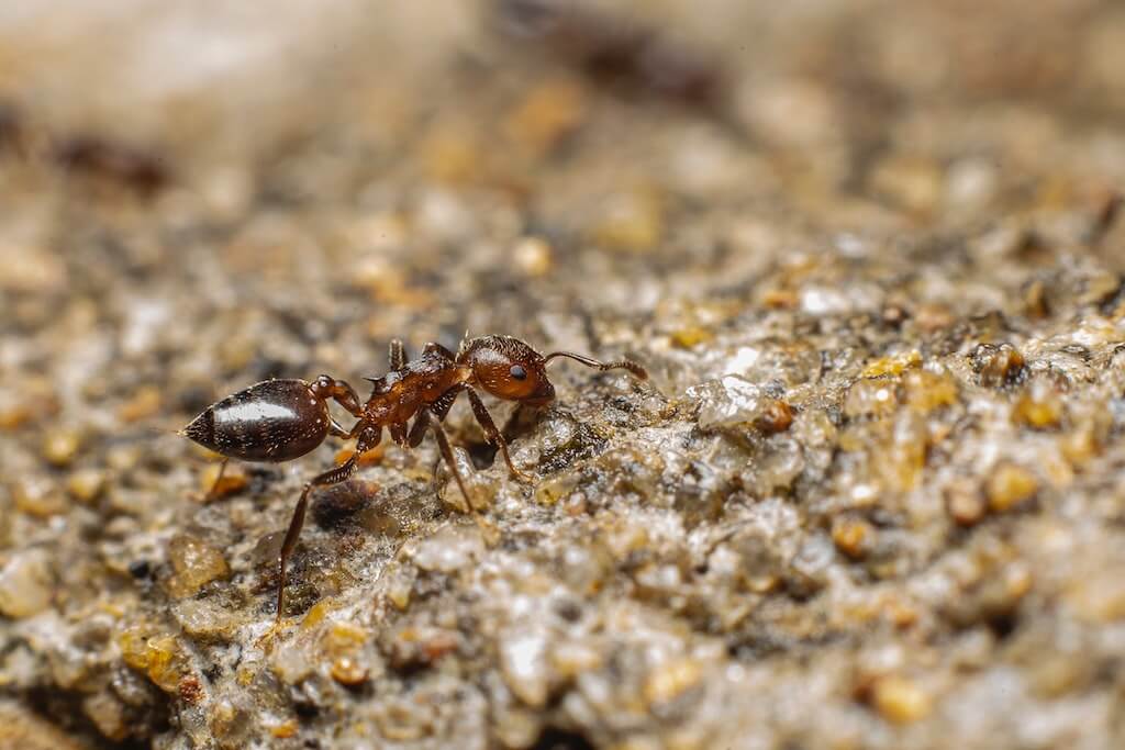 thief ant crawling on ground
