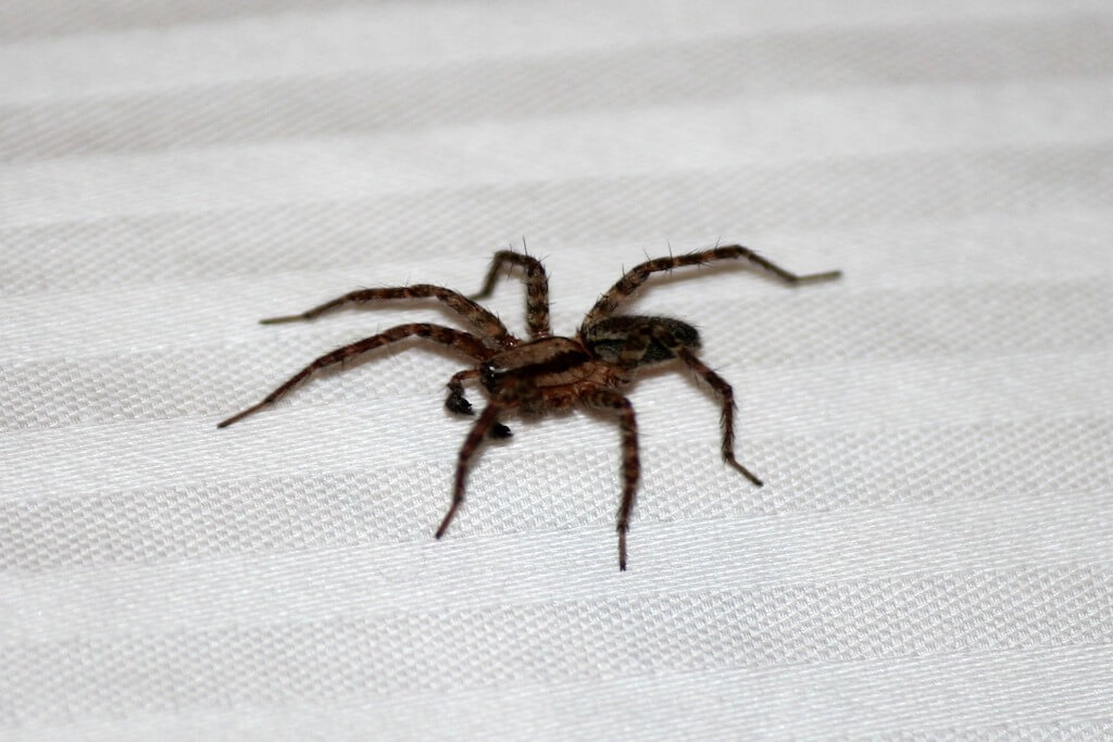 house spider